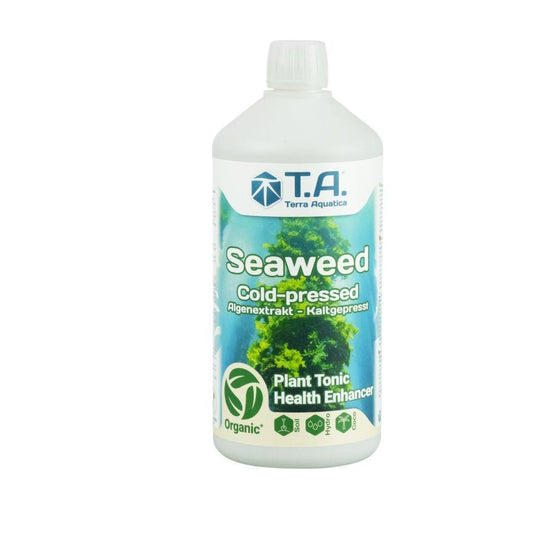 Mořské řasy v pěstování: Tajemství vitality přímo z oceánu 🌊🌿