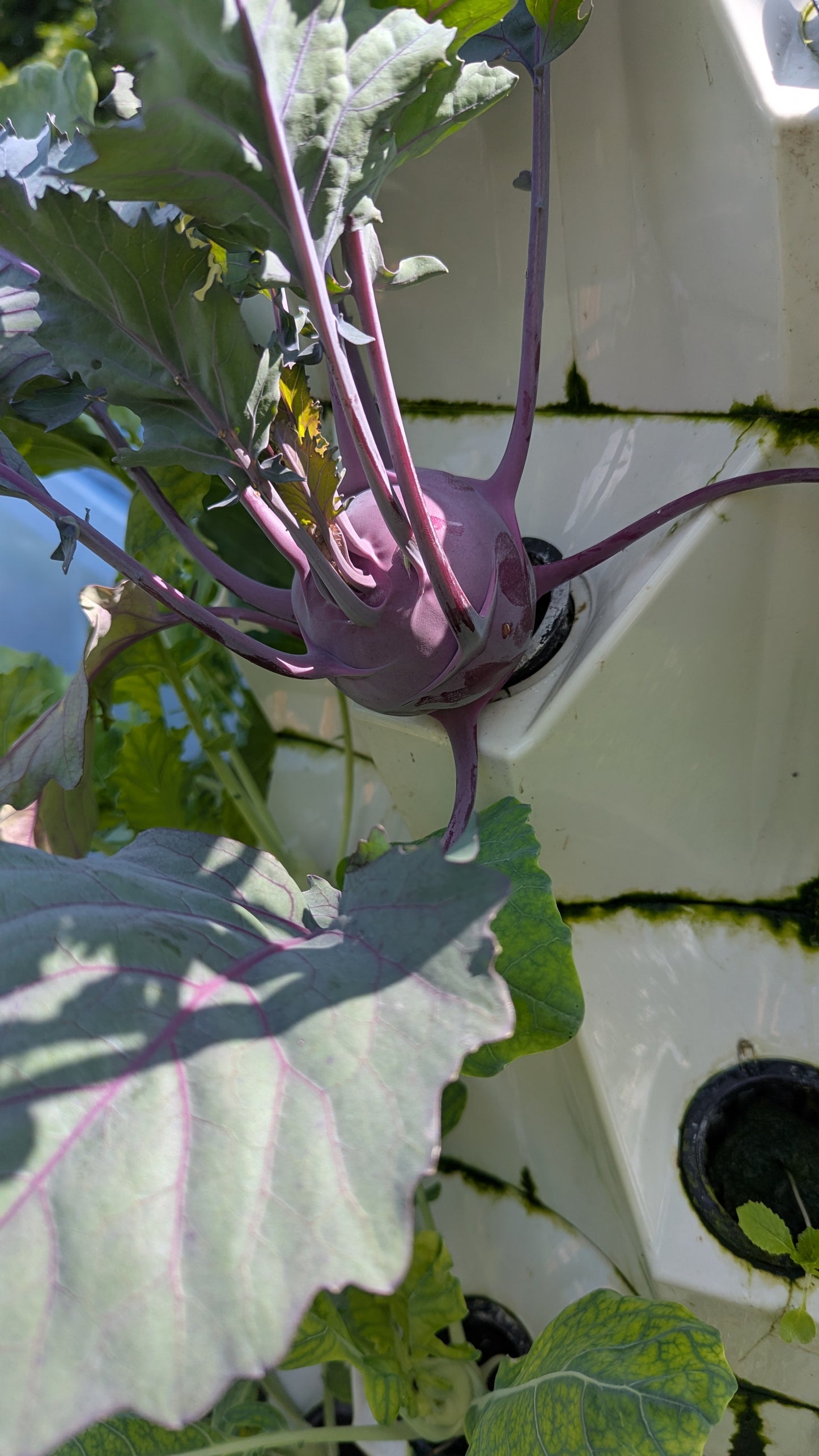 Hydroponická věž včetně osvětlení až 120 rostlin + Dárek zdarma Kniha " Hydroponie pro každého"