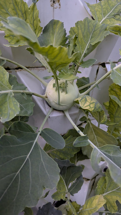 Hydroponická věž včetně osvětlení až 120 rostlin + Dárek zdarma Kniha " Hydroponie pro každého"